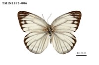 黑脈粉蝶藏品圖，第1張